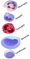 Neutrophils - most common, multilobed nucleus, small granules in cytoplasm, bacterial/fungal infectionsBasophils - least common, 2-4 lobes nucleus, large cytoplasmic granules (dark staining), involved in hypersensitivity and inflammatory
Eosinoph...