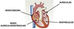 -Nodo sinusal: cercano a la unión de la VCS y la porción sinusal de la AD

-Nodo AV: debajo del endocardio septal de la AD por encima de la tricúspide y delante del seno coronario