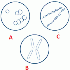 A- Coccus
B- bacillus
C- Spirillum