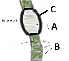 A- Is the heterocysts
B- Is the cyanobacteria

We know this because the green is typical of photoautotrophic organisms.