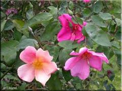 Rosa chinensis 'Mutabilis'