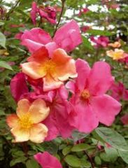 China rose, Butterfly rose