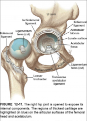 -labrum of the hip is a flexible ring of fibrocartilage which surrounds the outer circumference of the acetabulum
-increases stability of hip
-poor blood supply to the area
-rich in afferent nerve (proprioception, pain sensation)
