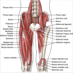 -attaches to lesser trochanter
-flexion and lateral rotation of the thigh