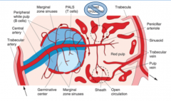 Spleen: 

Trabecular artery branches into the central artery

The sheath around it are T cells
(PALS) and the nodules around it are B cells 

All together is white pulp

Marginal zone sinuses are a key site
for the main function of the spleen...