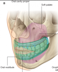 Vestibule: space between lips and teeth/gums

Oral Cavity Proper: area surrounded by teeth and gums containing the tounge
