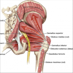-attaches at ischial tuberosity
-lateral rotation and adduction of the thigh