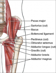 -attaches to greater trochanter
-adduction and lateral rotation of the thigh