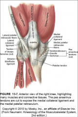 -knee extension
Muscles of the anterior compartment of the thigh
