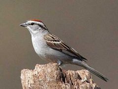 -All black bill
-No dark spot on chest Same wing bars as tree
sparrow
