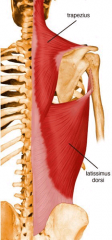 Origin: Medial third of superior nuchal line; external occipital protruberance, nuchal ligament, and spinous processes of C7 - T12 vertebrae

Insertion: Lateral third of clavicle, acromion, and spine of scapula

Action: Elevates, retracts and ...