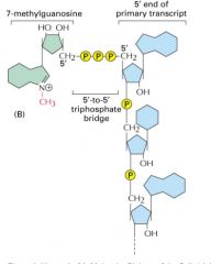 שיש שם מתיל גואנוזין שהקשר הוא בין קצה 5 ולקצה 5.
מכונה 
5' to 5' triphosphate bridge