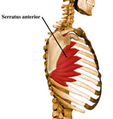Origin: Ribs 1-9

Insertion: Ventral medial scapula

Action: Draws scapula forward and upward; abducts scapula and rotates it; 

Innervation: Long thoracic nerve (C5-C7)