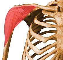 Origin: Lateral third of clavicle, acromion, and spine of scapula

Insertion: Humerus (deltoid tuberosity)

Action: Anterior part: flexes and medially rotates arm; Middle part: abducts arm; Posterior part: extends and laterally rotates arm

...