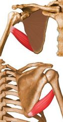 Origin: Dorsal surface of inferior angle of scapula

Insertion: Humerus medial intertubercular groove

Action: Adducts, internally rotates, and extends arm 

Innervation: Lower subscapular nerve (C6-C7)