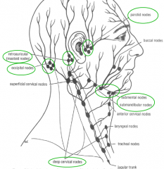 The regional groups drain to the deep cervical group of nodes which lies along
the internal jugular vein, deep to the sternomastoid muscle.