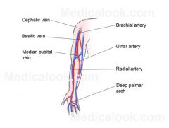All superficial veins start on the dorsal (back) side of the hand

1. Cephalic Vein
- Runs along the radial end of arm
2. Basilic Vein
- Runs along the ulnar end of arm
3. Median Cubital Vein
- Connects the cephalic and basilic veins (commonly us...