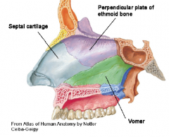 Perpendicular plate of the ethmoid, vomer, septal cartilage