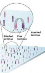 Enzyme incorporates nucleotide to build double-stranded bridges on the solid phase substrate