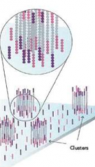 Several million dense clusters of double-stranded DNA are generated in such channel of the flow cell

Unique
piece of DNA which amplified to create its own unique piece of DNA which are
different from other clusters     