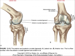 -multiple plane stability of the knee, mostly in the sagittal plane
-guide the natural arthrokinematics, espeically those related to the restraint of sliding the tibia and the femur
-contributes to knee proprioception