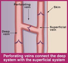 Linked via perforating veins
- Use musculovenous pump & valves to ensure unidirectional flow