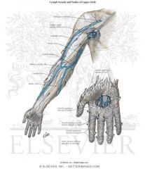 1. Starts in the 'lymphatic plexi' in the hands
2. Follows superficial veins to the axillary lymph nodes
3. Drain via lymphatic trunks in the neck either to the right lymphatic duct (right UL) or the thoracic duct (left UL)