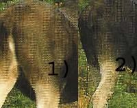 52. Bilden visar med största sannolikhet:
A) 1= hondjur av älg, 2= kalv av älgB) 1= hondjur av älg, 2= handjur av älgC) 1= handjur av älg, 2= hondjur av älg