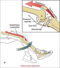 -quads= antagonist of ACL
-contraction in a straight knee puts tension on ACL fibers