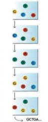 Repeat cycles of sequencing to determine the sequence of base in a given fragment in single base at a time