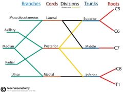 The cords are all named according to their positional relationship with the brachial artery
1. Lateral Cord- Anterior divisions of the superior and middle trunks2. Posterior Cord
- Posterior division of all trunks
3. Medial Cord
- Anterior divisio...