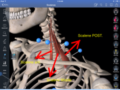 3 types of Scalene: elevation of the upper ribs 