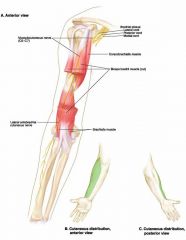 1. C5 - C7
2. Innervates muscles of anterior arm
3. Innervates skin of lateral forearm