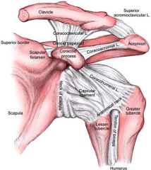 Following open pectoralis major transfer to address chronic subscapularis insufficiency, which of the following movements would most likely show weakness if an iatrogenic nerve injury occurred during the pectoralis transfer? 
1.  Elbow flexion 
...