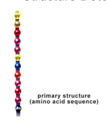 Primary Structure 