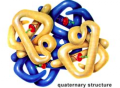 Quaternary Structure