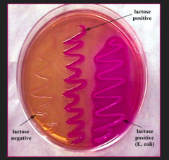 *If it can grow pink colonies on MacConkey agar

Remember macConKEE'S agar to remember which bacteria can ferment lactose -
- Citrobacter (slow)
- Klebsiella (fast)
- E. coli (fast)
- Enterobacter (fast)
- Serratia (slow)

*Can also test ...