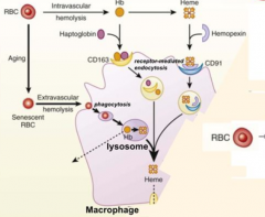 1) RBC membrane is perturbed releasing Hb and sometimes heme from Hb
2) Haptoglobin binds free Hb and Hemopexin binds free heme 
3) Haptoglobin-Hb and Hemopexin-Heme can each be taken up by scavenger receptors via Receptor-Mediated Endocytosis i...