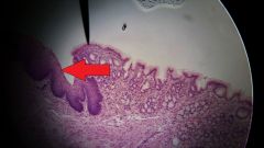 What specific type of tissue is found at the tip of the red arrow?