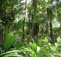 a dense evergreen forest with a minimum annual rainfall of approximately 180 centimeters (71 inches). Rainforests are found chiefly in the tropics but also occur in temperate regions, where the rainfall amount is somewhat lower  