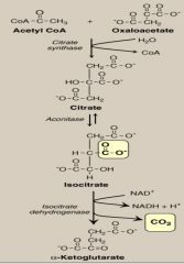 decarboylation of the Isocitrate results in liberation of CO2 and a reduction of NAD+ to form NADPH


Citrate synthase


Aconitase (H2O)


Isocitrate dehydrogenase 