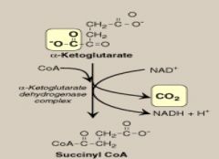 alpha keto glutarate _ CoA--> Succinyl CoA + CO2 + NADH + H 


the alpha ketogluturate dehydrogenase complex is similar to pyruvate dehydrogenase 