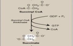 succinyl CoA + GDP + P --> Succinate + GTP + CoA 