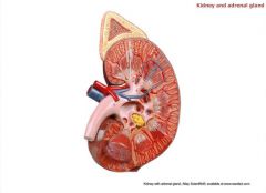 Kidney and Adrenal Glands