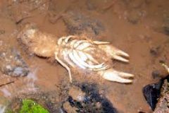 Crayfish Plague Aphanomyces astaci