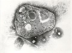 Rinderpest virus