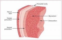 The muscular wall of the heart that forms the atria and ventricles. The myocardium is responsible for the pumping of the heart.