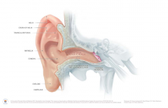 ANATOMY OF HEARING AND BALANCE



- The ear is used for hearing and balance.


- The ear is divided into three (3) regions:
(A) External ear: Collects sound waves and channels them inward.


(B) Middle ear: Carries sound vibrations to the oval win...