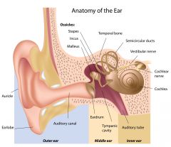 1. Semicircular ducts
2. Vestibular nerve
3. Cochlear nerve
4. Cochlea
5. Auditory tube
6. Inner Ear
7. Middle ear
8. Tympanic cavity
9. Eardrum
10. Auditory canal
11. Outer ear
12. Earlobe
13. Auricle
14. Stapes
15. Incus
16. Malleus
17. Temporal...