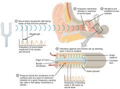 1. Sound waves coming through the external auditory canal move the tympanic membrane.
2. Middle ear bones move
3. Vibrates the membrane in the oval window
4. Causes oscillation of specific regions of the basilar membrane
5. Pressure bends the memb...